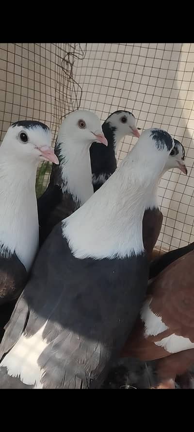 karbalai Pair