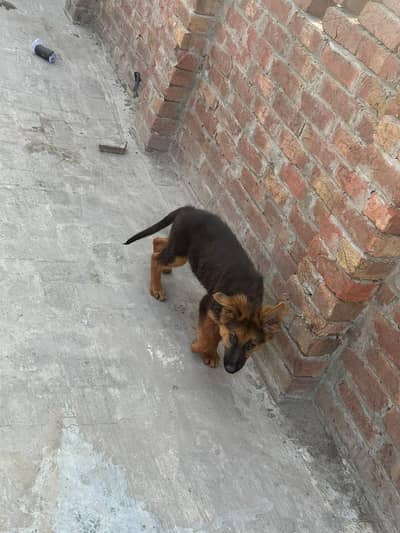 dogss