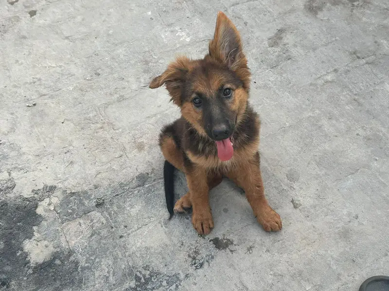 dogss — photo 2