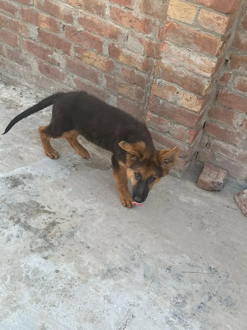 dogss — photo 3
