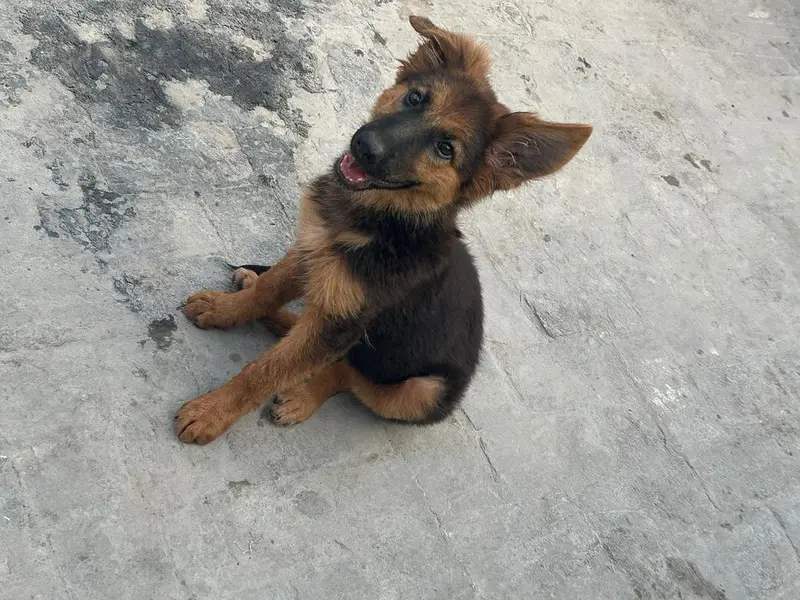 dogss — photo 4