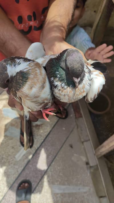 pishori bledar pyara available