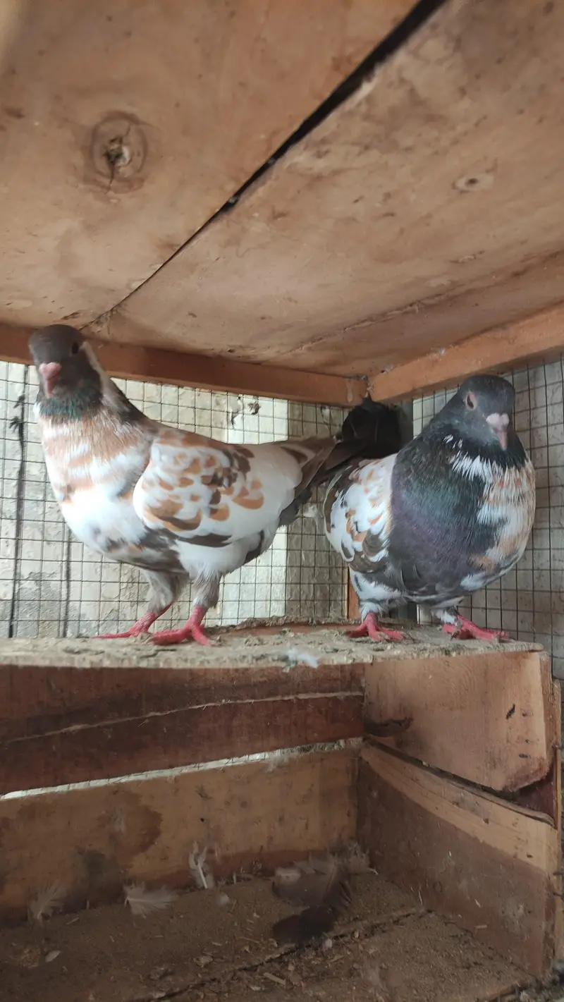 pishori bledar pyara available — photo 2