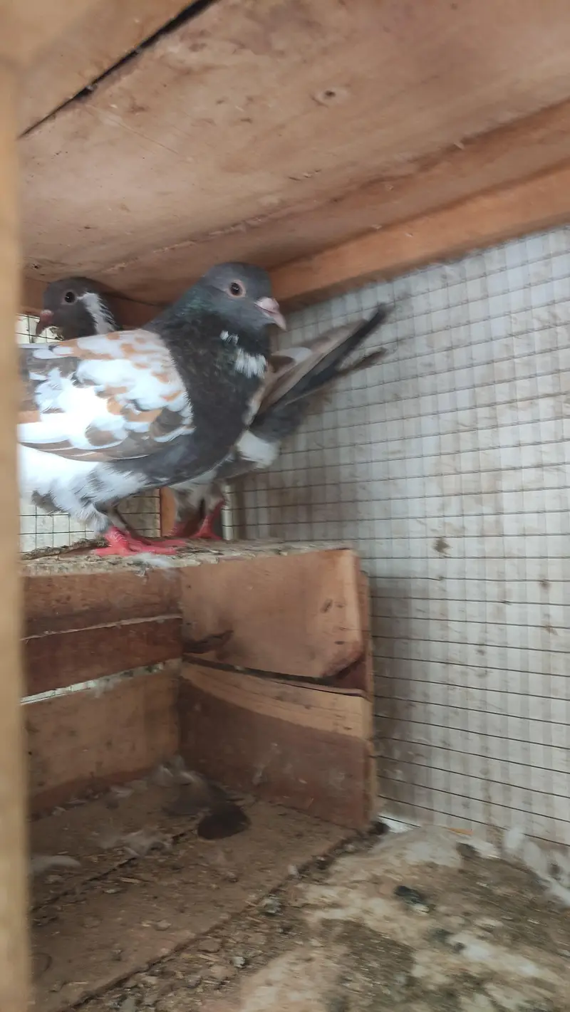 pishori bledar pyara available — photo 5