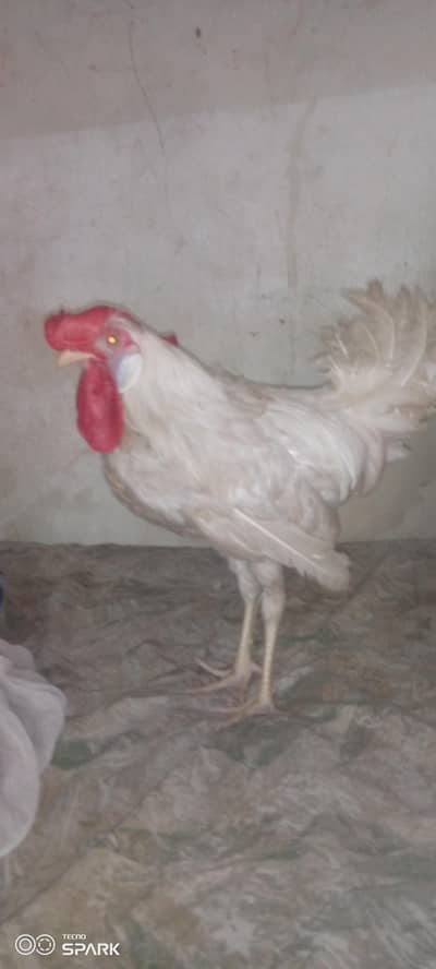 Home Raised Healthy White Rooster  Rs. 2,999