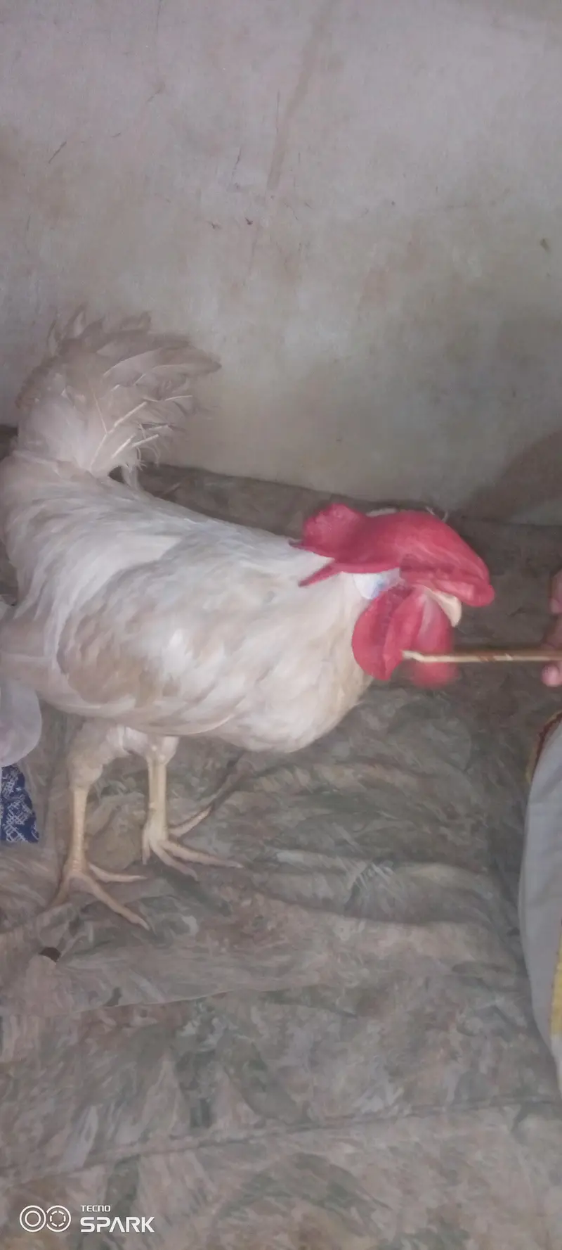  Home Raised Healthy White Rooster  Rs. 2,499 — photo 2
