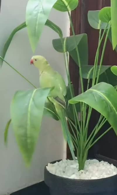 green parrot