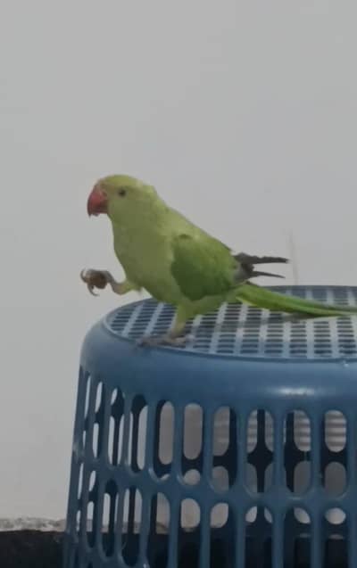 green parrot