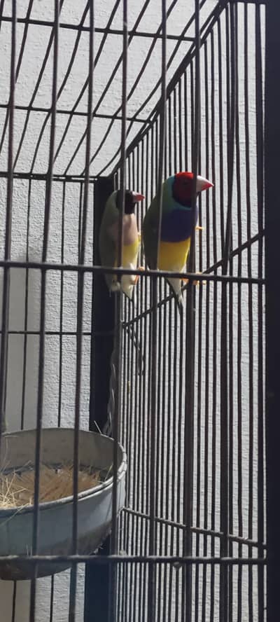 budgie & gouldian finch