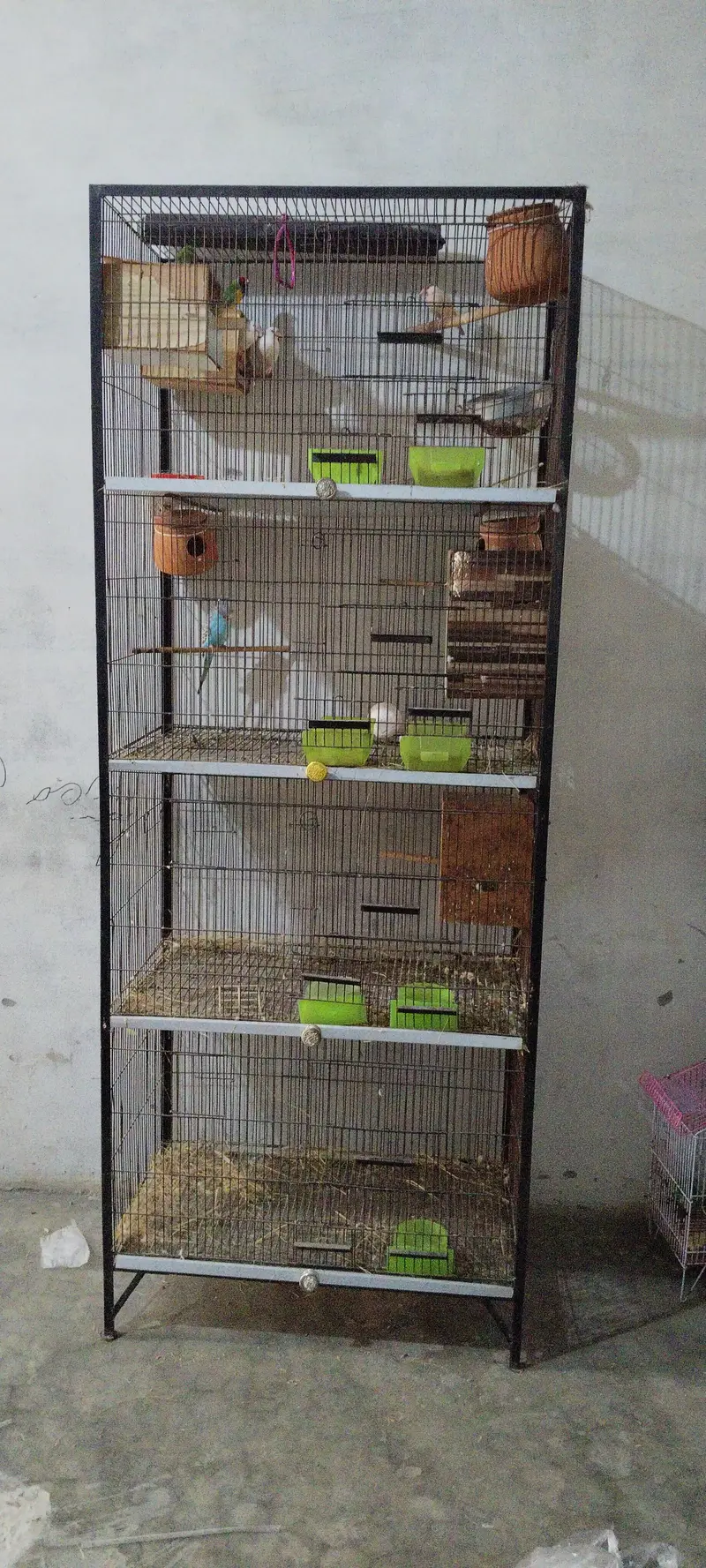 budgie & gouldian finch — photo 2