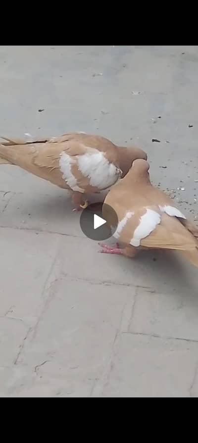 khabootr