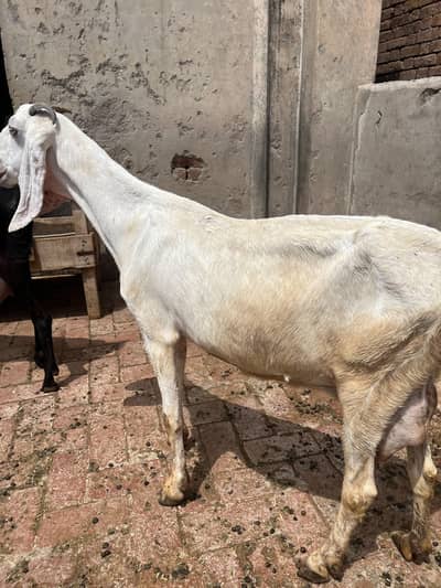 Desi bakri with 2 Amber sari beetal kids