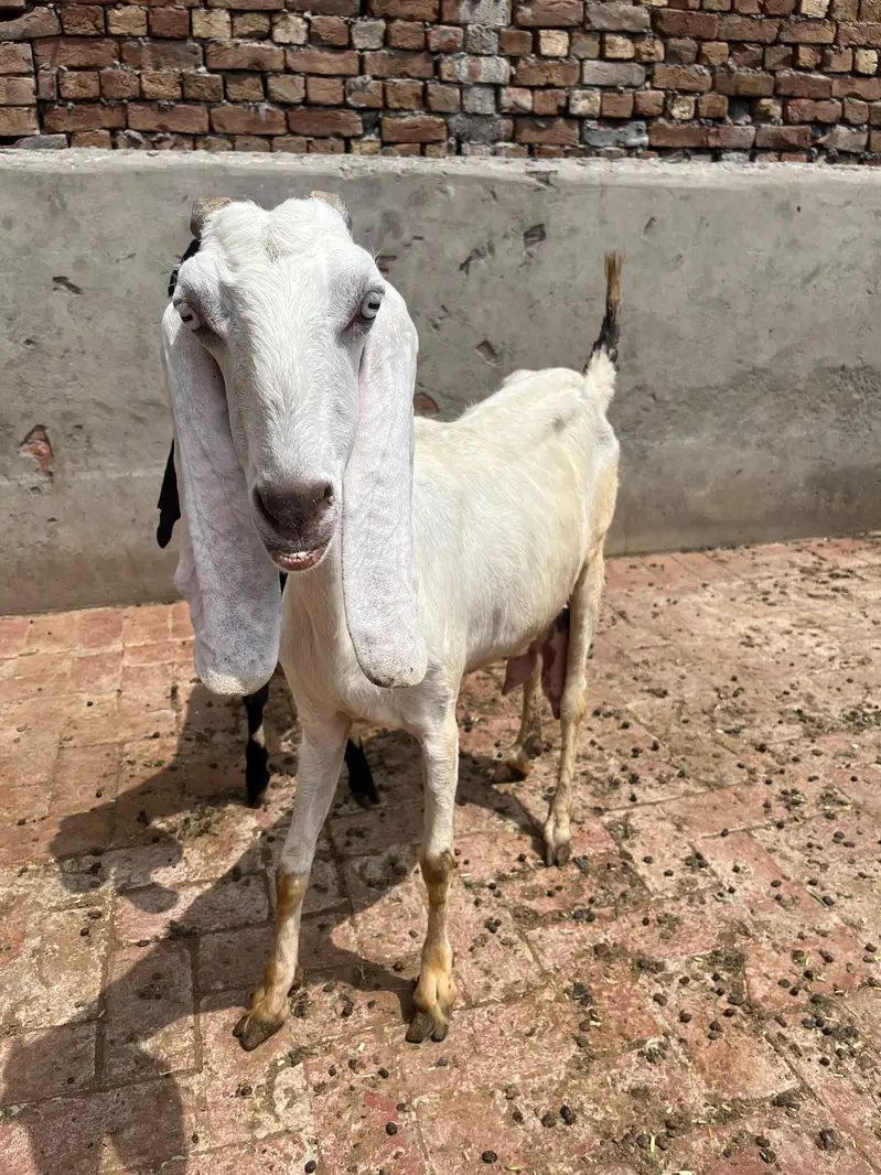 Desi bakri with 2 Amber sari beetal kids — photo 2