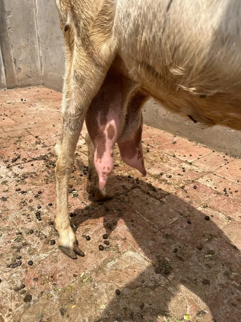 Desi bakri with 2 Amber sari beetal kids — photo 3