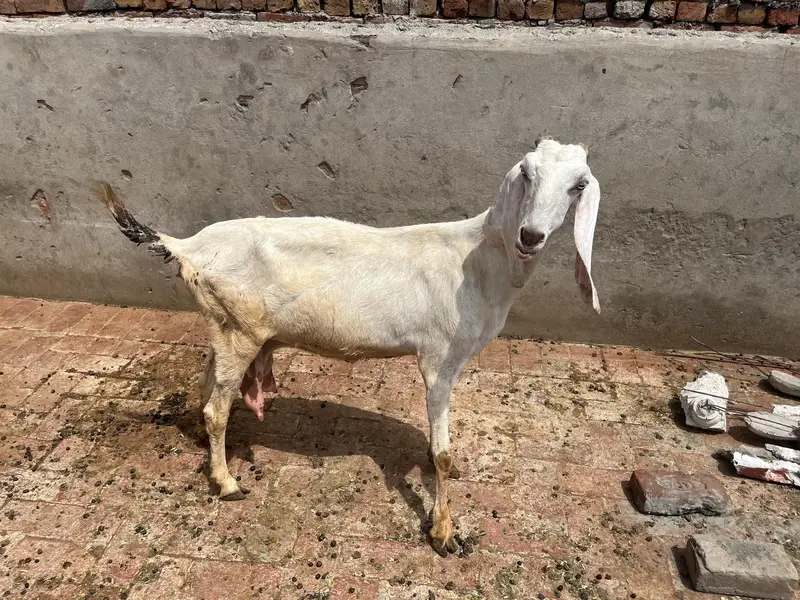 Desi bakri with 2 Amber sari beetal kids — photo 4