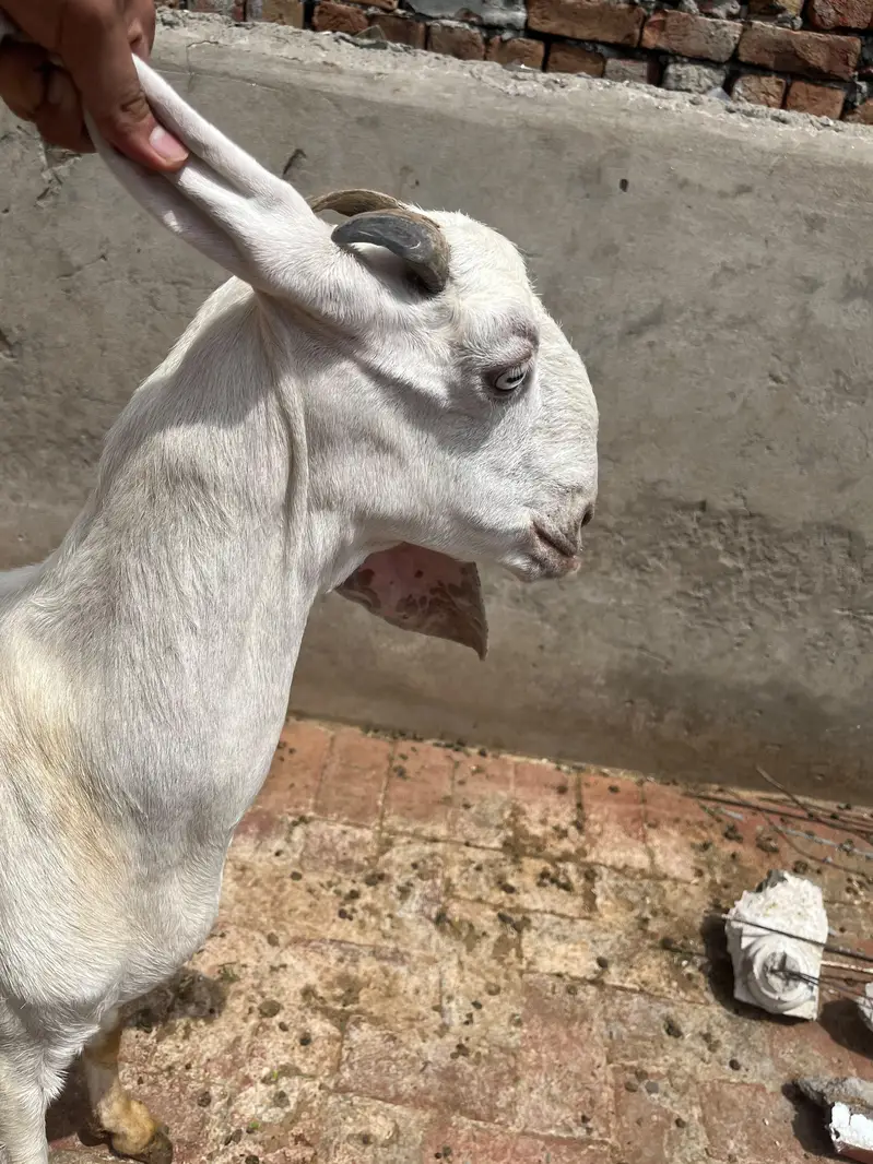 Desi bakri with 2 Amber sari beetal kids — photo 5