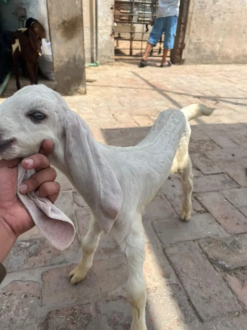 Desi bakri with 2 Amber sari beetal kids — photo 6