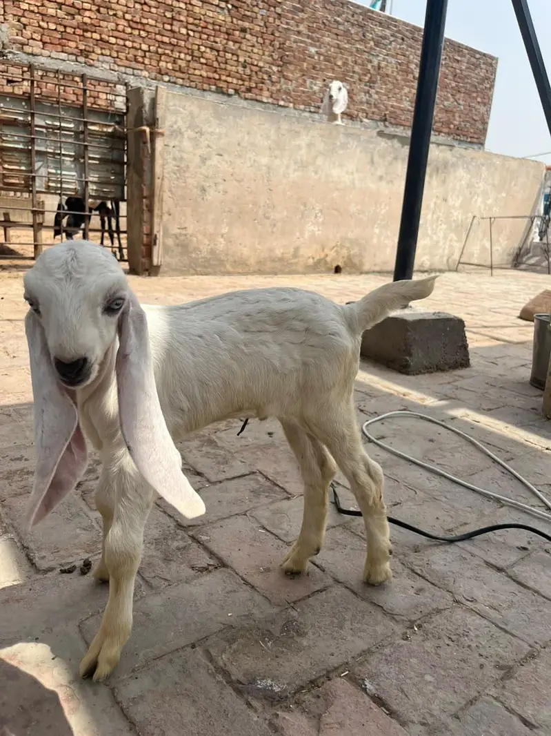 Desi bakri with 2 Amber sari beetal kids — photo 7
