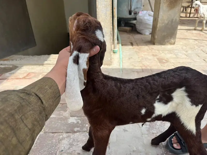 Desi bakri with 2 Amber sari beetal kids — photo 8