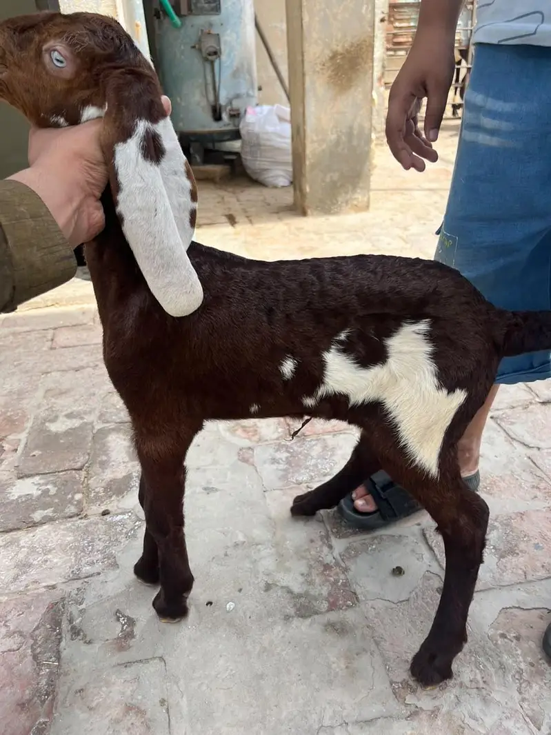 Desi bakri with 2 Amber sari beetal kids — photo 9