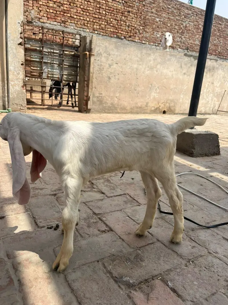 Desi bakri with 2 Amber sari beetal kids — photo 12