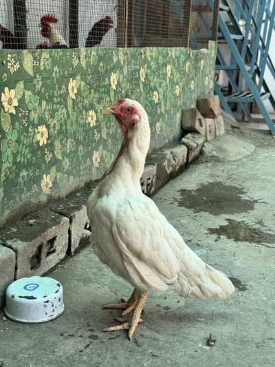 2 paper white aseel hens and 32 desi chicks