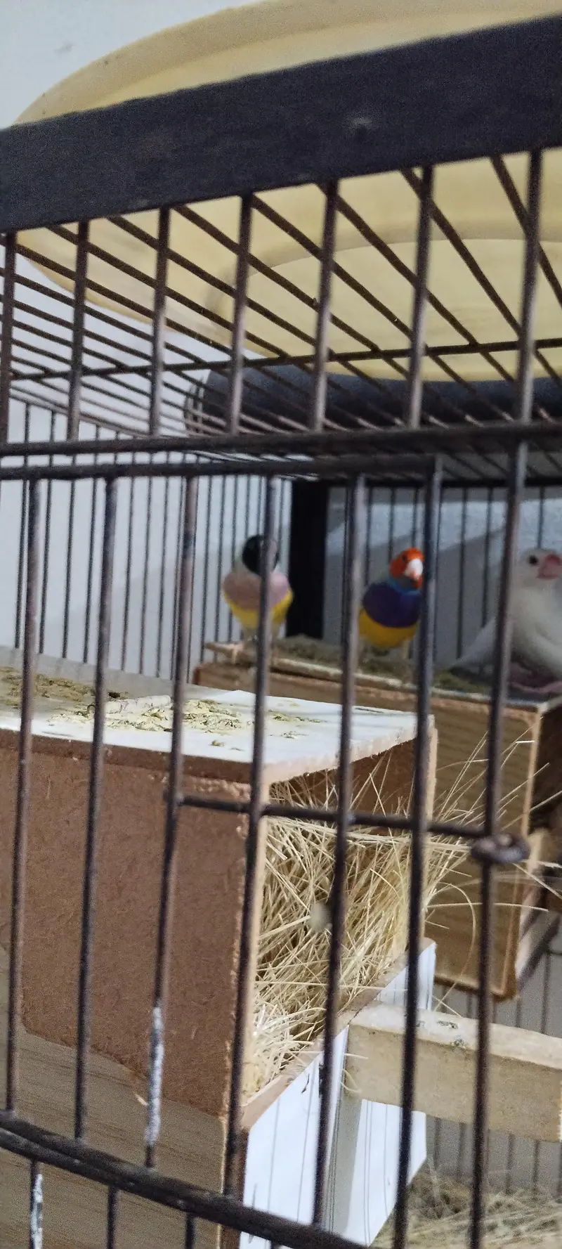 budgie & gouldian finch — photo 3