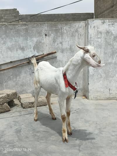 gulabi bakra for sale 4 to 5 mahine ka bacha 0/3/1/5/2/8/2/2/7/2/2