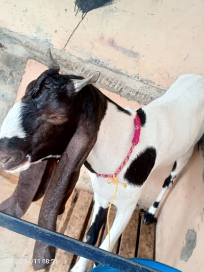 pateri goat for sale