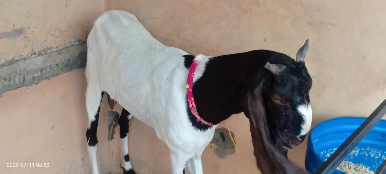 pateri goat for sale — photo 2