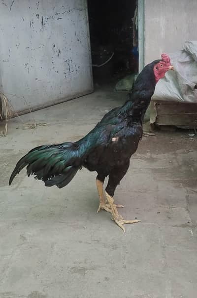 pure panus patha