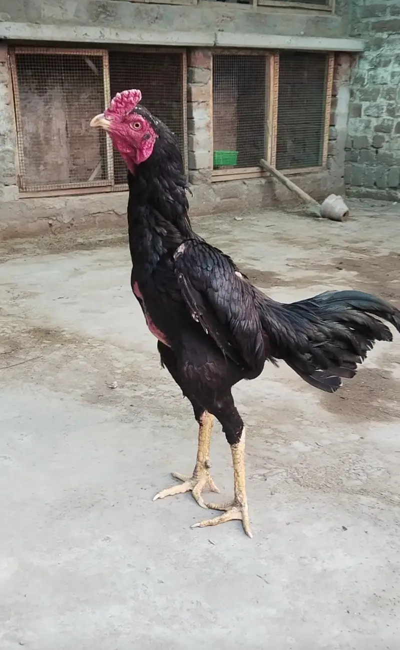 pure panus patha — photo 2