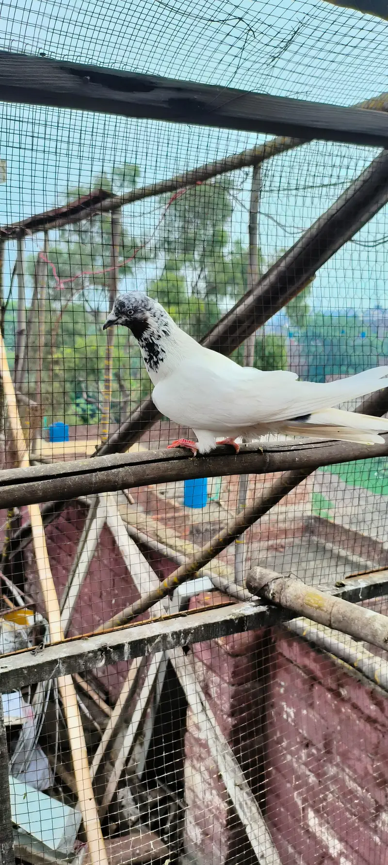 jaal daar golden sialkoti  breader for sale — photo 3