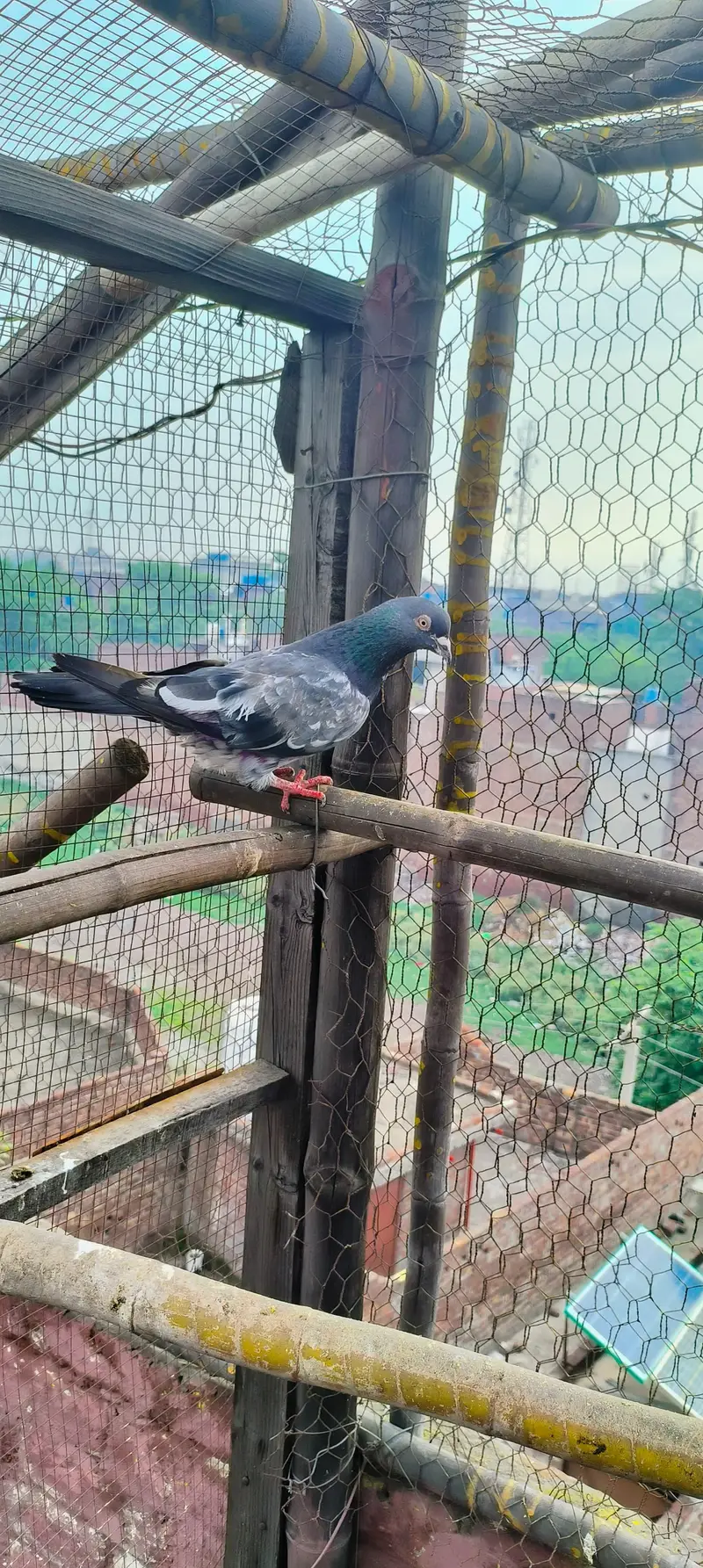 jaal daar golden sialkoti  breader for sale — photo 4