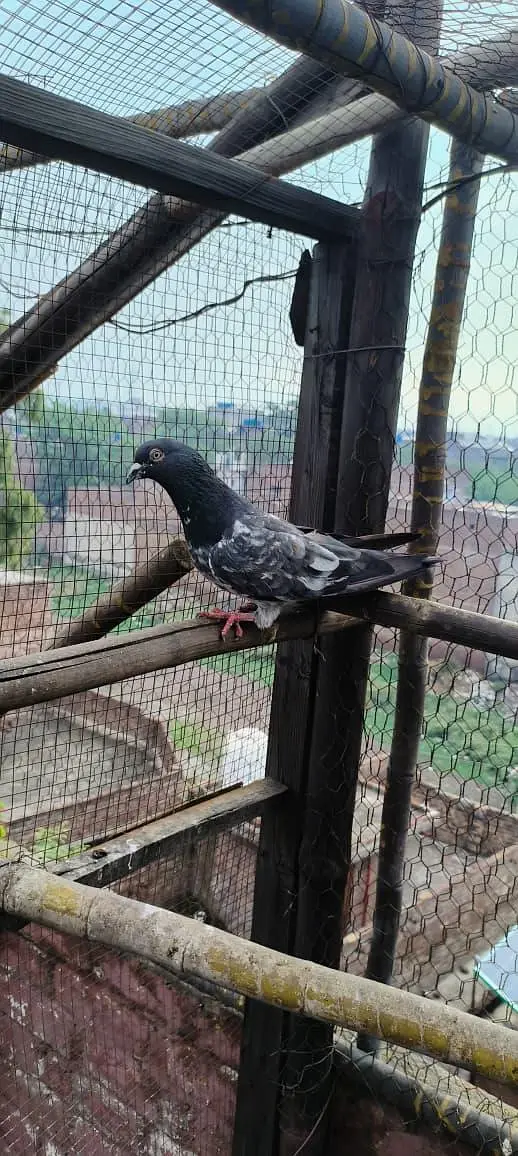 jaal daar golden sialkoti  breader for sale — photo 7