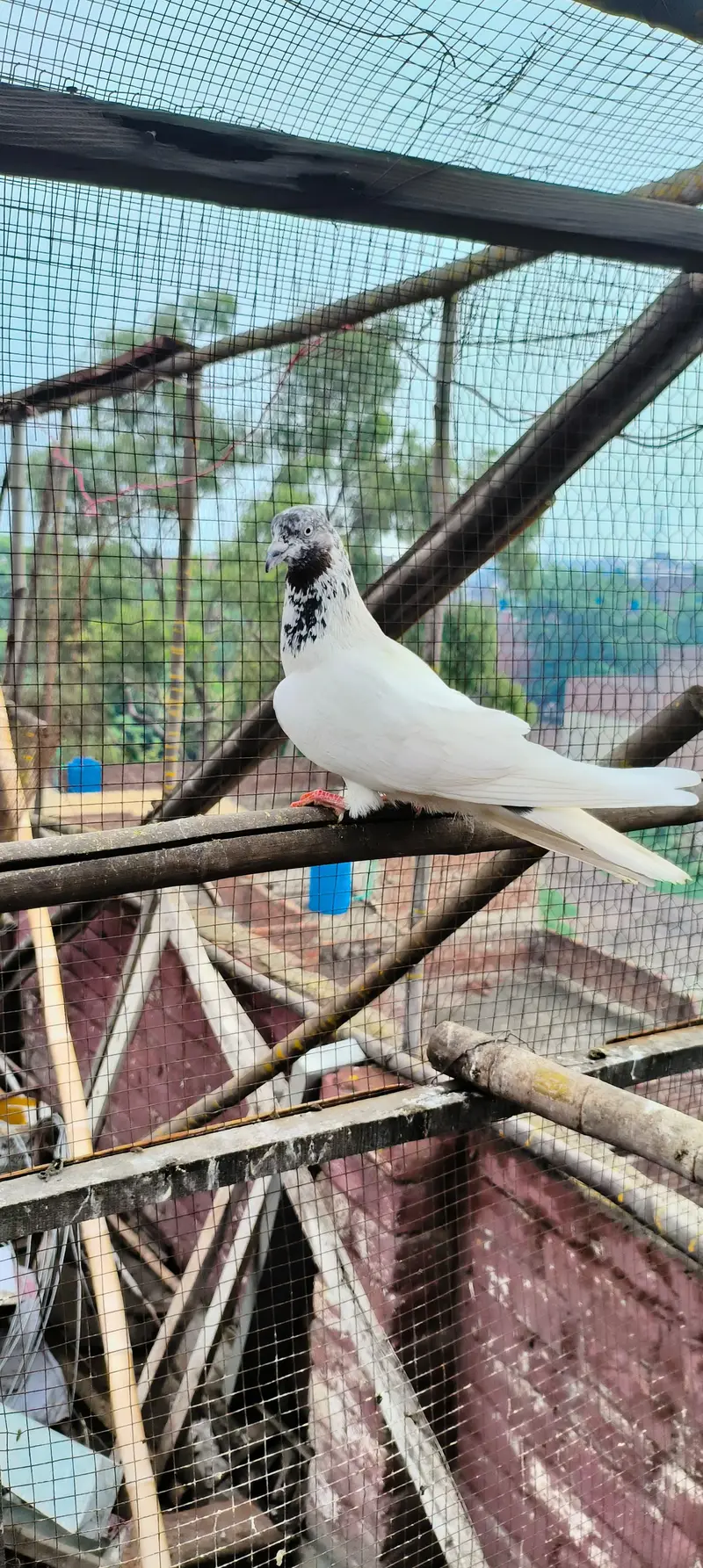 jaal daar golden sialkoti  breader for sale — photo 10
