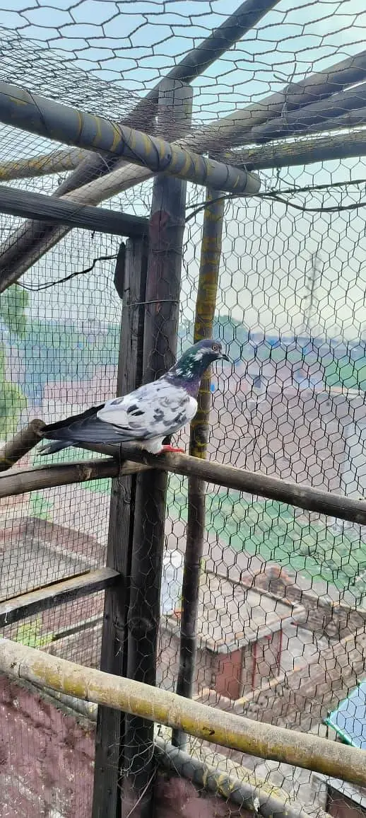 jaal daar golden sialkoti  breader for sale — photo 11
