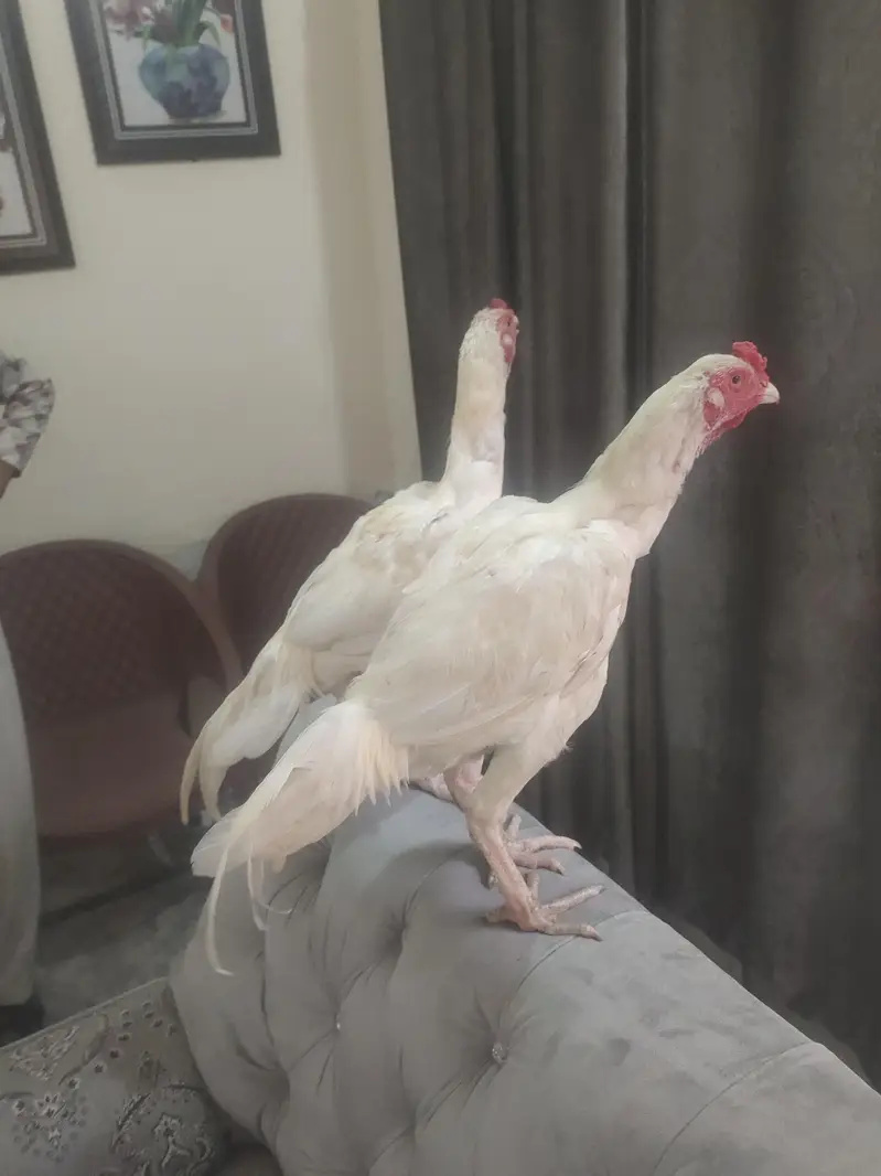 pure mianwali heera — photo 4