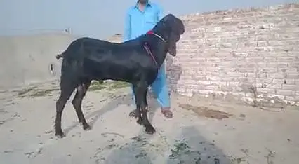 Bakra For Sale  _03266651905 — photo 2