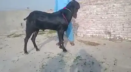 Bakra For Sale  _03266651905 — photo 3