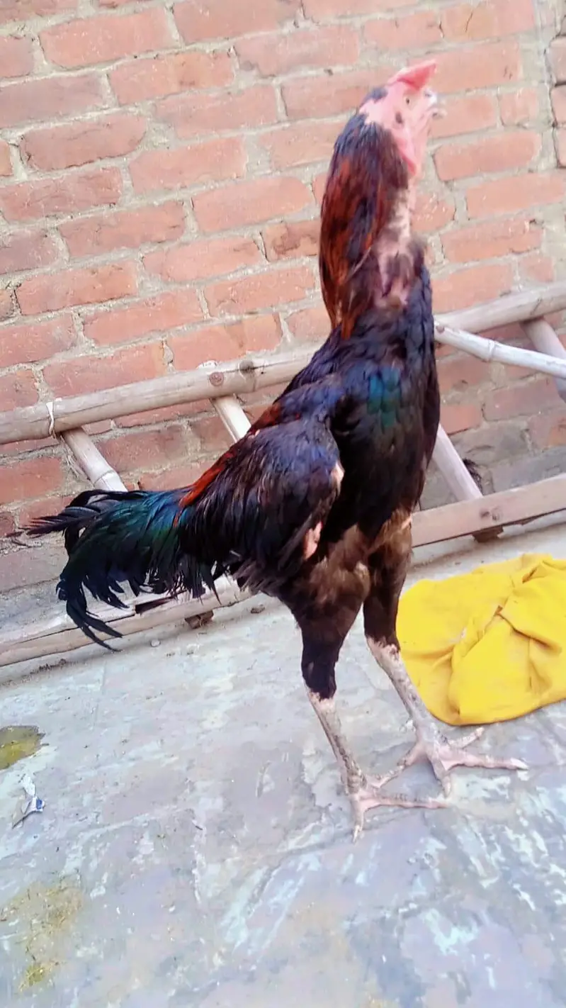 burmi breed available discount price — photo 2