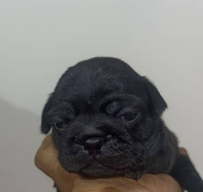 best quality pure breed pug puppy Negotiable price exchange