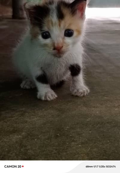 Calico kittens