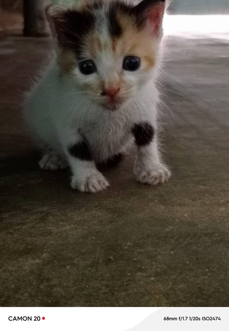 Calico kittens 0