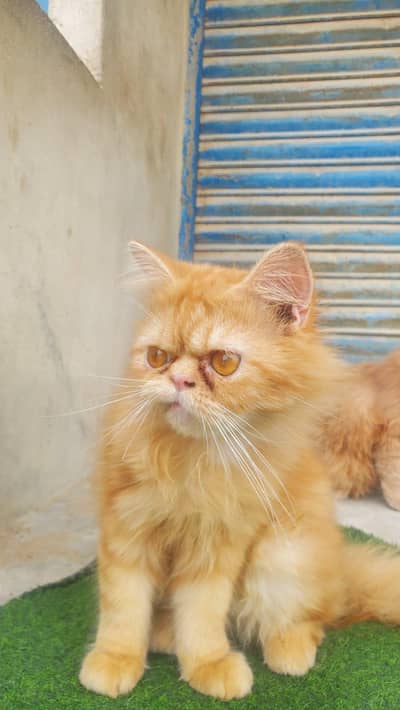 His name Pasha
