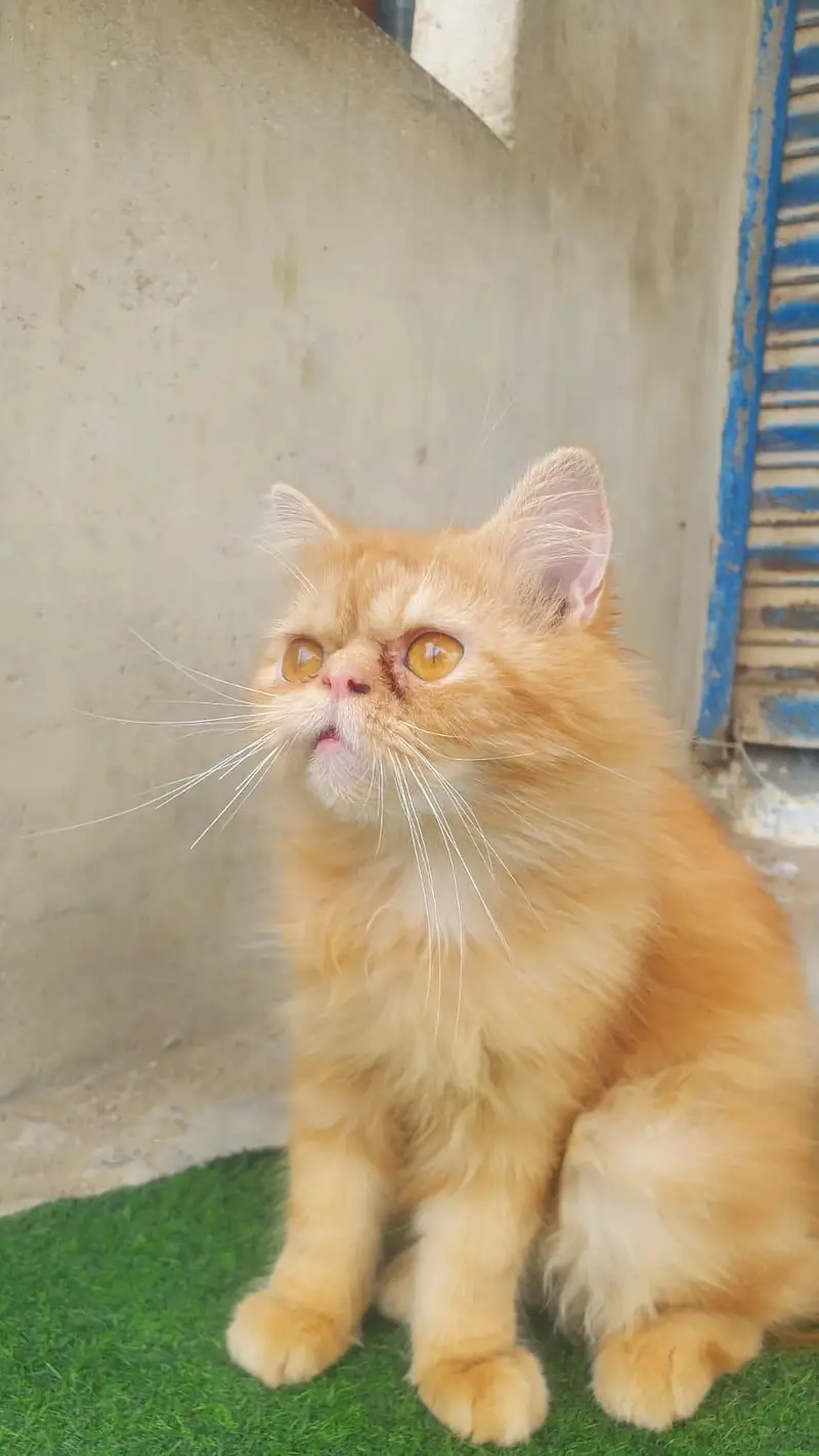 His name Pasha — photo 2
