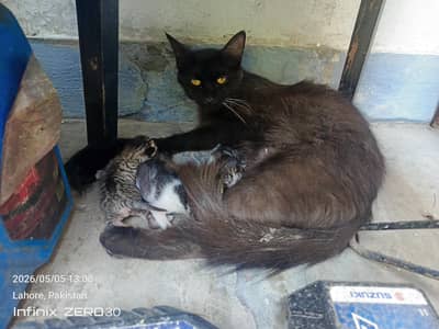 Persian cat with 3 kittens for adoption