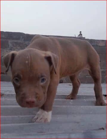 American bully pupps