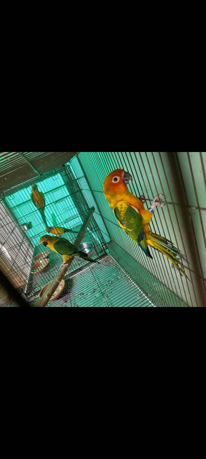 Sun conure pair 0