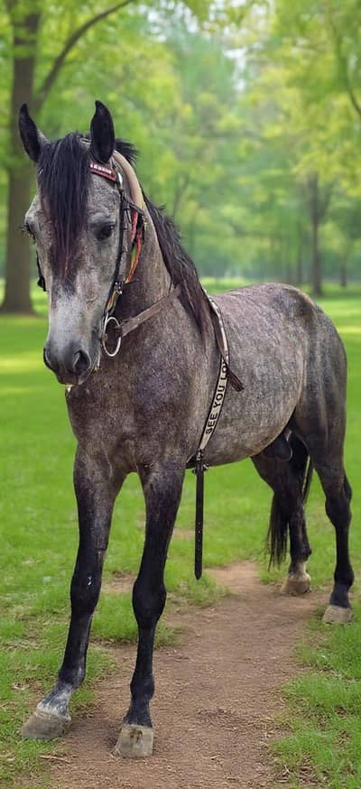 urgent sale 5 sale ka dapple grey ghora in faisalabad